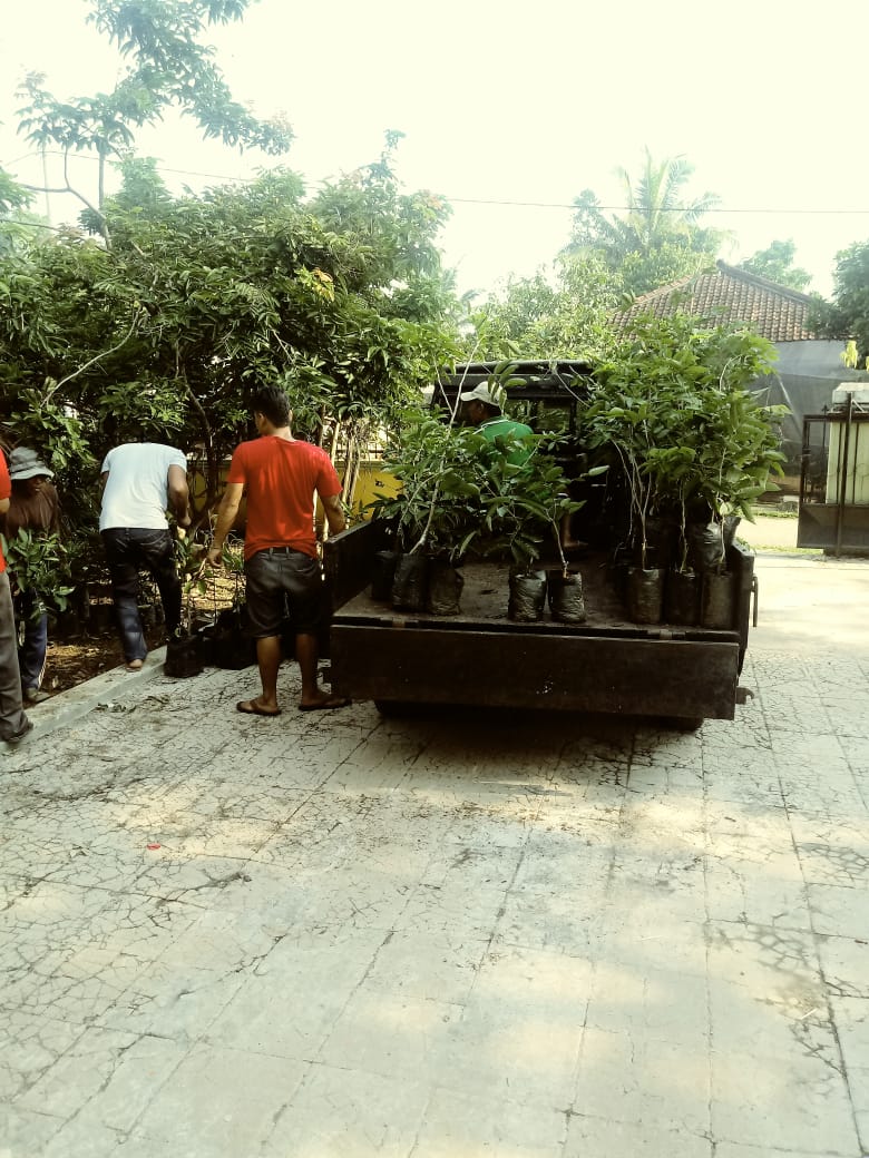 12 Juli-Bibit Dari Pekalongan siap dipasarkan ke luar daerah